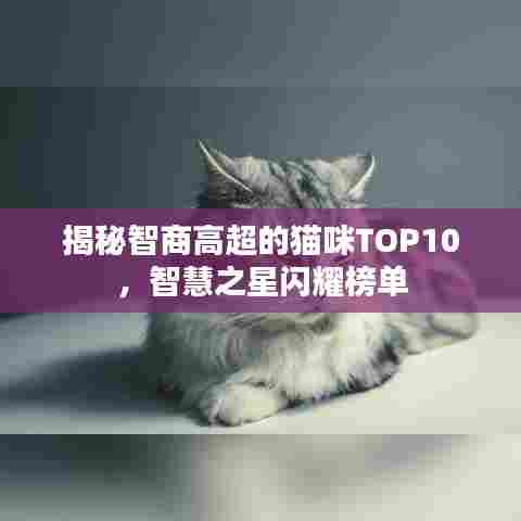 揭秘智商高超的猫咪TOP10,智慧之星闪耀榜单
