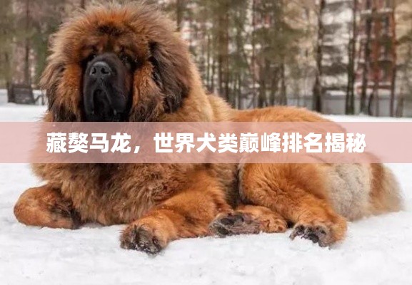 藏獒马龙，世界犬类巅峰排名揭秘