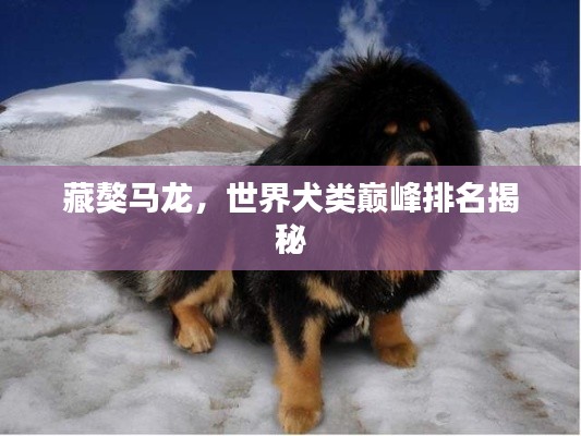藏獒马龙,世界犬类巅峰排名揭秘