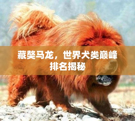 藏獒马龙,世界犬类巅峰排名揭秘