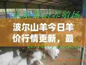 波尔山羊今日羊价行情更新,最新消息一览