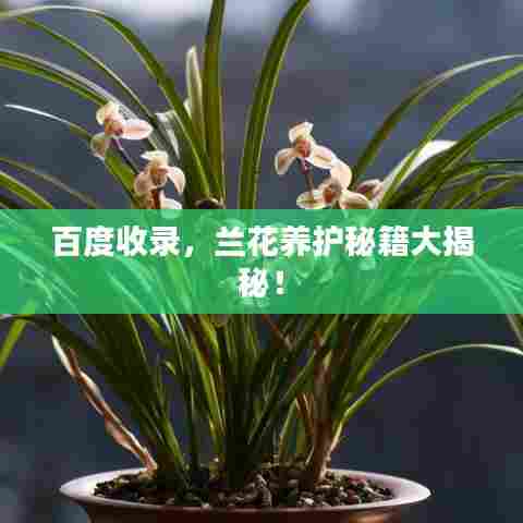 百度收录,兰花养护秘籍大揭秘!