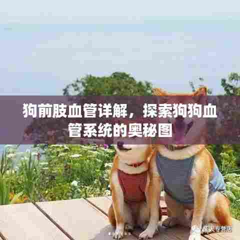 狗前肢血管详解,探索狗狗血管系统的奥秘图