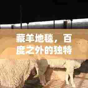 藏羊地毯，百度之外的独特宝藏探索