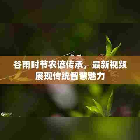 谷雨时节农谚传承，最新视频展现传统智慧魅力