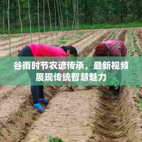 谷雨时节农谚传承,最新视频展现传统智慧魅力