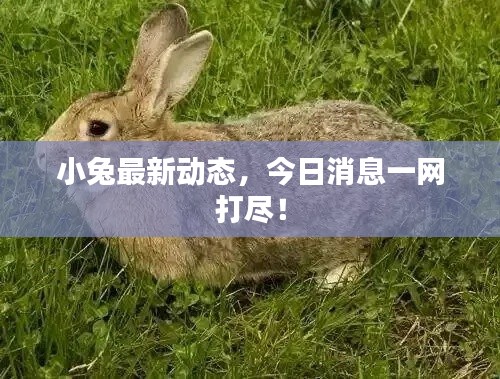 小兔最新动态，今日消息一网打尽！