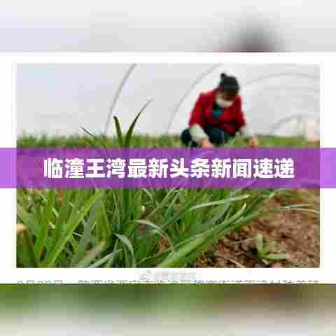 临潼王湾最新头条新闻速递