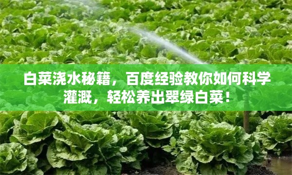 白菜浇水秘籍,百度经验教你如何科学灌溉,轻松养出翠绿白菜!