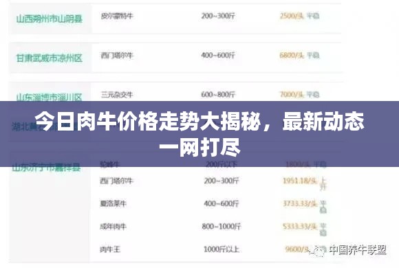 今日肉牛价格走势大揭秘,最新动态一网打尽