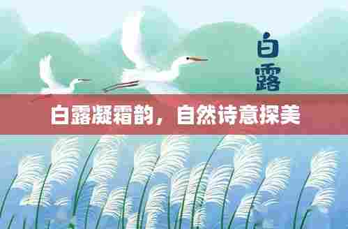 白露凝霜韵,自然诗意探美