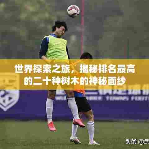 世界探索之旅,揭秘排名最高的二十种树木的神秘面纱