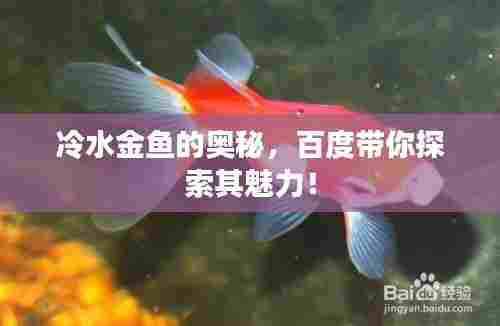 冷水金鱼的奥秘，百度带你探索其魅力！