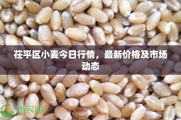 茌平区小麦今日行情,最新价格及市场动态