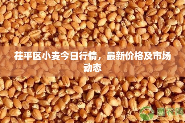 茌平区小麦今日行情,最新价格及市场动态