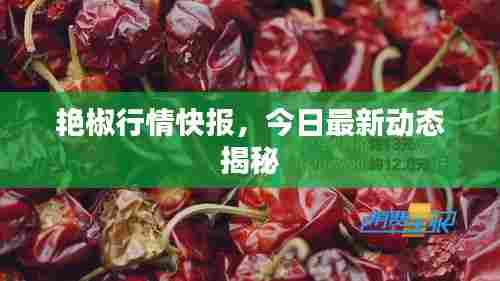 艳椒行情快报,今日最新动态揭秘