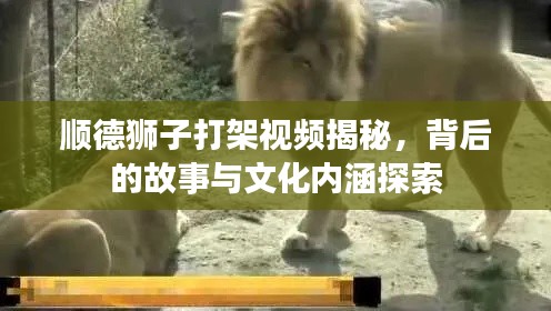 顺德狮子打架视频揭秘,背后的故事与文化内涵探索