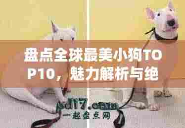 盘点全球最美小狗TOP10,魅力解析与绝美图片欣赏