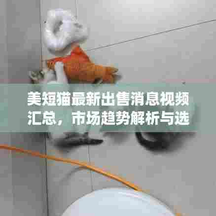 美短猫最新出售消息视频汇总，市场趋势解析与选购攻略