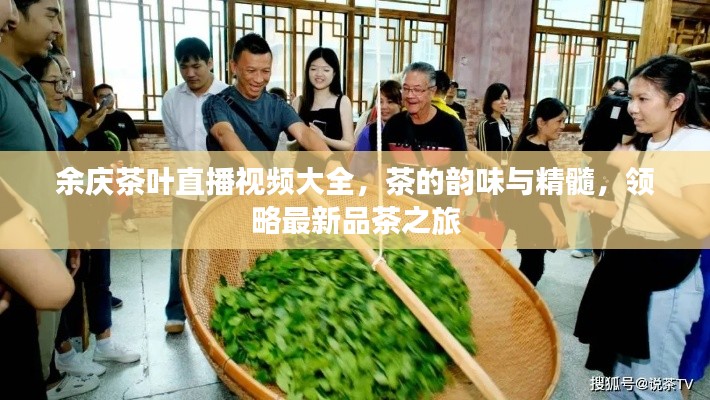 余庆茶叶直播视频大全,茶的韵味与精髓,领略最新品茶之旅