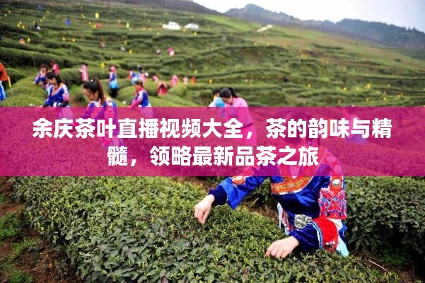 余庆茶叶直播视频大全，茶的韵味与精髓，领略最新品茶之旅