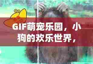 GIF萌宠乐园,小狗的欢乐世界,感受无限魅力!