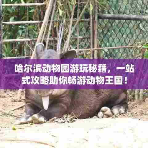 哈尔滨动物园游玩秘籍，一站式攻略助你畅游动物王国！