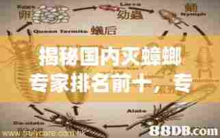 揭秘国内灭蟑螂专家排名前十,专业除虫有保障!