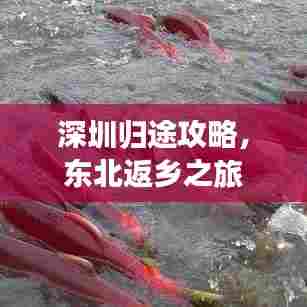 深圳归途攻略,东北返乡之旅