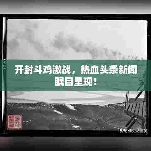 开封斗鸡激战,热血头条新闻瞩目呈现!