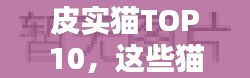 皮实猫TOP10,这些猫咪品种实力上榜!