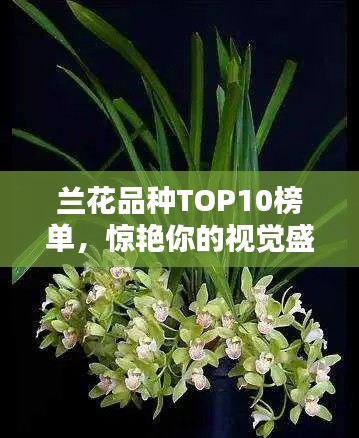 兰花品种TOP10榜单,惊艳你的视觉盛宴!