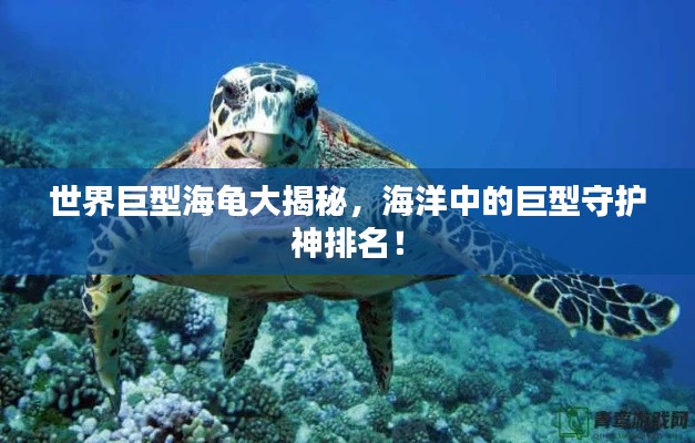 世界巨型海龟大揭秘，海洋中的巨型守护神排名！