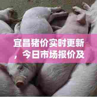 宜昌猪价实时更新,今日市场报价及走势分析