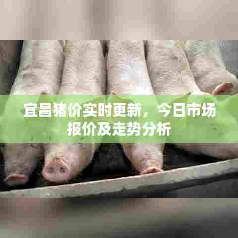 宜昌猪价实时更新,今日市场报价及走势分析