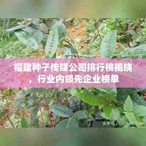 福建种子传媒公司排行榜揭晓,行业内领先企业榜单