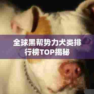 全球黑帮势力犬类排行榜TOP揭秘