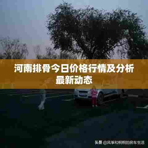 河南排骨今日价格行情及分析最新动态