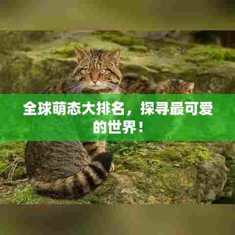 全球萌态大排名,探寻最可爱的世界!