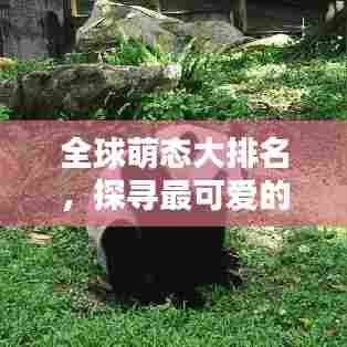 全球萌态大排名,探寻最可爱的世界!