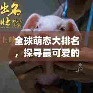 全球萌态大排名,探寻最可爱的世界!