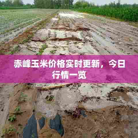 赤峰玉米价格实时更新,今日行情一览