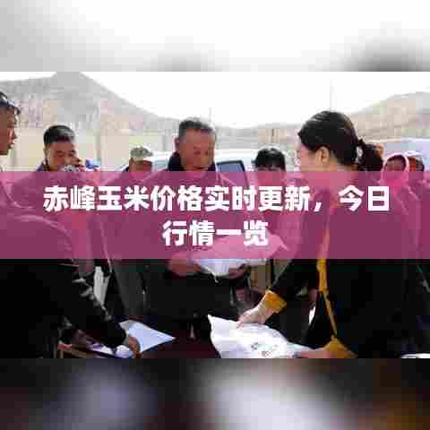 赤峰玉米价格实时更新,今日行情一览