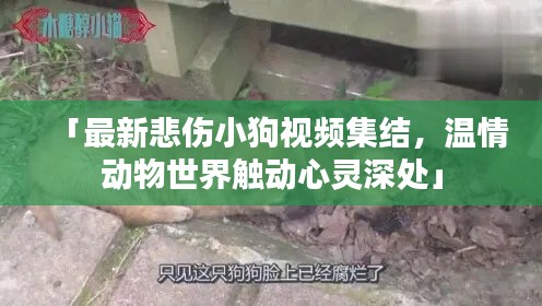 「最新悲伤小狗视频集结,温情动物世界触动心灵深处」