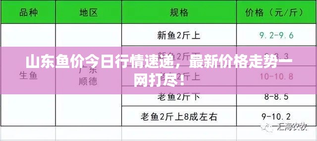 山东鱼价今日行情速递,最新价格走势一网打尽!