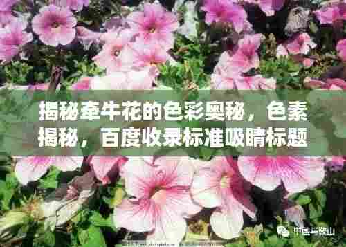 揭秘牵牛花的色彩奥秘,色素揭秘,百度收录标准吸睛标题!