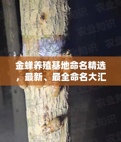 金蝉养殖基地命名精选,最新、最全命名大汇总!