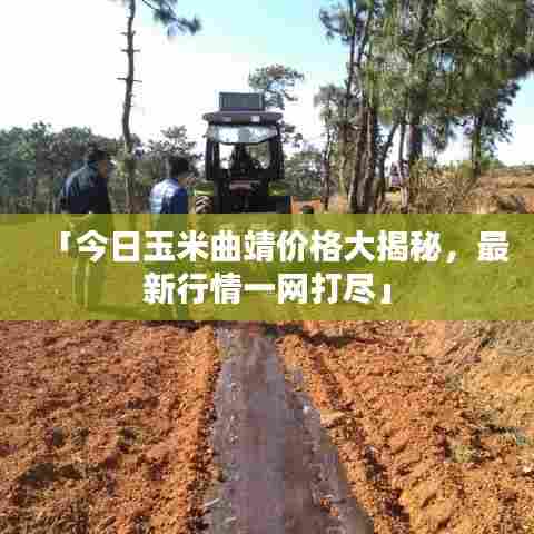 「今日玉米曲靖价格大揭秘,最新行情一网打尽」