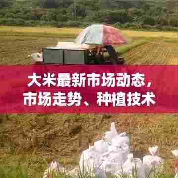 大米最新市场动态,市场走势、种植技术革新及产业前景展望