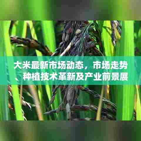 大米最新市场动态,市场走势、种植技术革新及产业前景展望